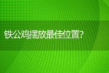 铁公鸡摆放最佳位置？