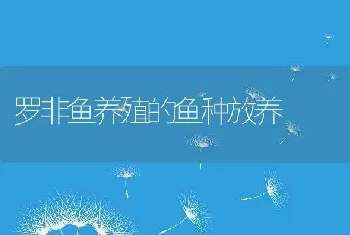 罗非鱼养殖的鱼种放养