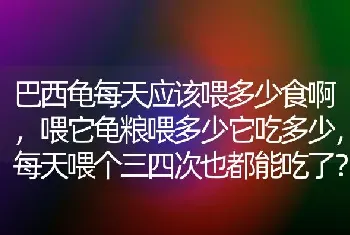 巴西龟每天应该喂多少食啊，喂它龟粮喂多少它吃多少，每天喂个三四次也都能吃了？