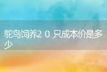 鸵鸟饲养20只成本价是多少