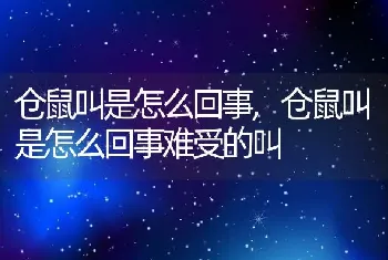 仓鼠叫是怎么回事，仓鼠叫是怎么回事难受的叫