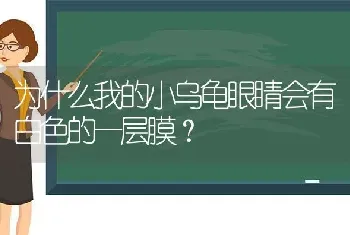 为什么我的小乌龟眼睛会有白色的一层膜？