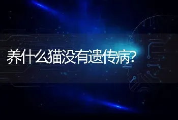 养什么猫没有遗传病？