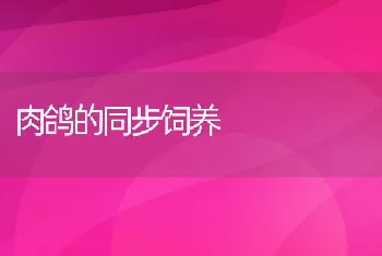 肉鸽的同步饲养