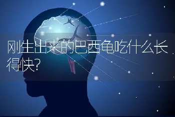 刚生出来的巴西龟吃什么长得快？