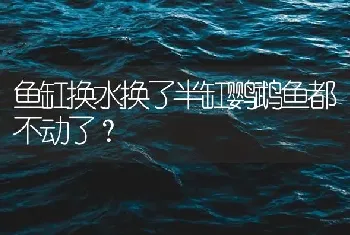 鱼缸换水换了半缸鹦鹉鱼都不动了？