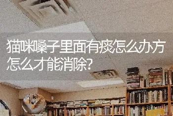 加菲猫鼻支的症状流眼泪，红色的。鼻子有点湿，喘气费劲，打喷嚏？