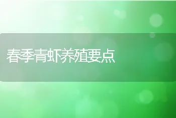 春季青虾养殖要点