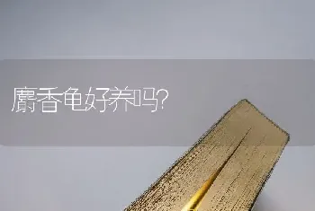 麝香龟好养吗？