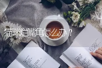 猫咪烂嘴角怎么办？