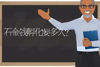 石金钱孵化要多久？