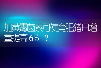 妊娠母猪的营养和应采取的措施