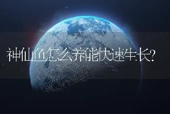 神仙鱼怎么养能快速生长？