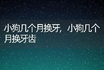 小狗几个月换牙，小狗几个月换牙齿