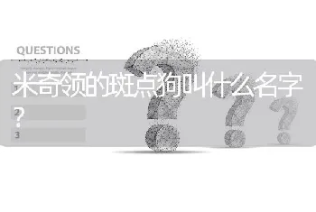 米奇领的斑点狗叫什么名字？