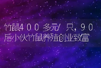 竹鼠400多元/只，90后小伙竹鼠养殖创业致富