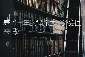 养了一年的猫跑丢了还会回来吗？