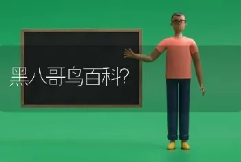 黑八哥鸟百科？