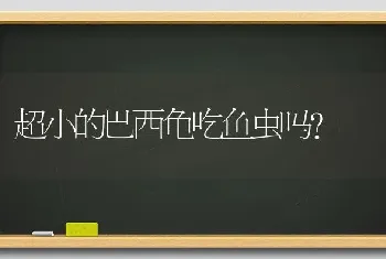 超小的巴西龟吃鱼虫吗？