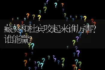 藏獒和杜宾咬起来谁厉害？谁能赢？