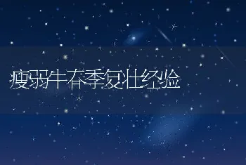 瘦弱牛春季复壮经验