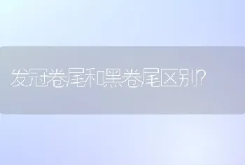 发冠卷尾和黑卷尾区别？