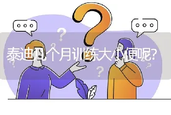 泰迪几个月训练大小便呢？