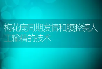 梅花鹿同期发情和腹腔镜人工输精的技术