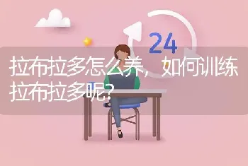 拉布拉多怎么养，如何训练拉布拉多呢？