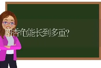 麝香龟能长到多重？