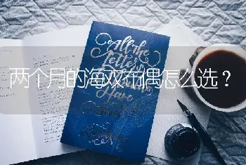 两个月的海双布偶怎么选？