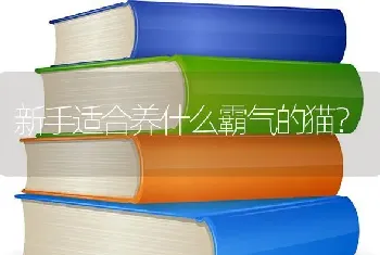 新手适合养什么霸气的猫？