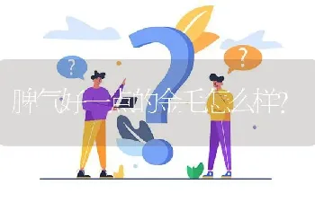 史宾格犬优缺点是什么，史宾格犬训练？