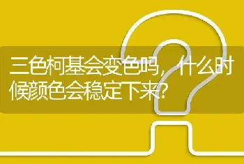 三色柯基会变色吗，什么时候颜色会稳定下来？