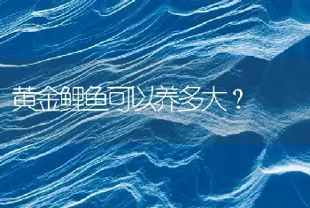 黄金鲤鱼可以养多大？