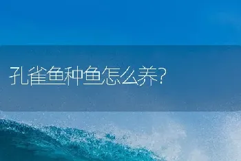 孔雀鱼种鱼怎么养？