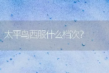 换毛期的珍珠鸟可以洗澡吗？