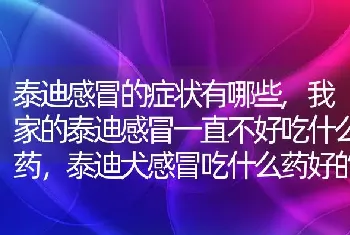 泰迪感冒的症状有哪些，我家的泰迪感冒一直不好吃什么药