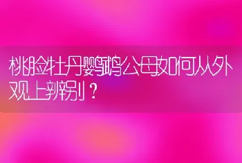 两色和三色柯基犬哪个受欢迎？