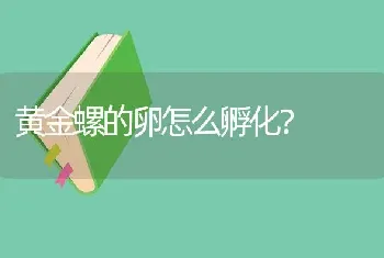 黄金螺的卵怎么孵化？