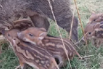 豆腐渣喂野猪要注意什么