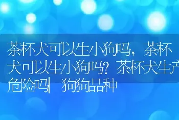 茶杯犬可以生小狗吗，茶杯犬可以生小狗吗？茶杯犬生产危险吗|狗狗品种