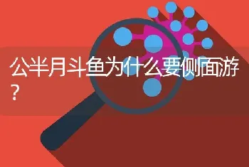 公半月斗鱼为什么要侧面游？