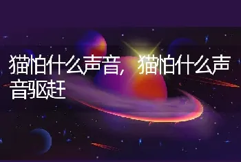 猫怕什么声音，猫怕什么声音驱赶