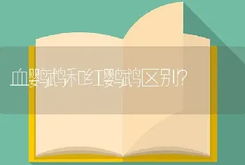 血鹦鹉和红鹦鹉区别？