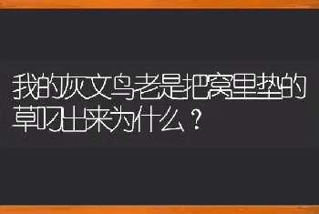 我的灰文鸟老是把窝里垫的草叼出来为什么？