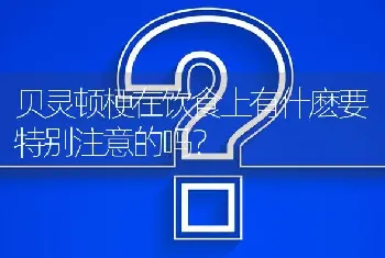 贝灵顿梗在饮食上有什麽要特别注意的吗？