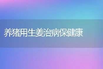 养猪用生姜治病保健康