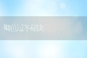 鲫鱼过冬秘诀