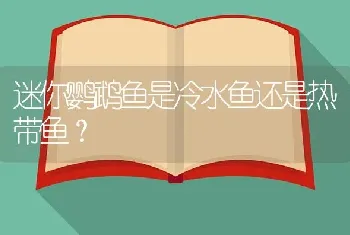 迷你鹦鹉鱼是冷水鱼还是热带鱼？